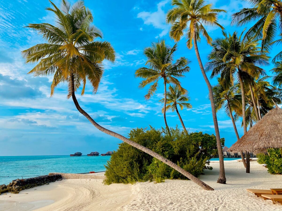 Picturesque Maldives beach with palm trees and turquoise waters, perfect for a dreamy vacation.